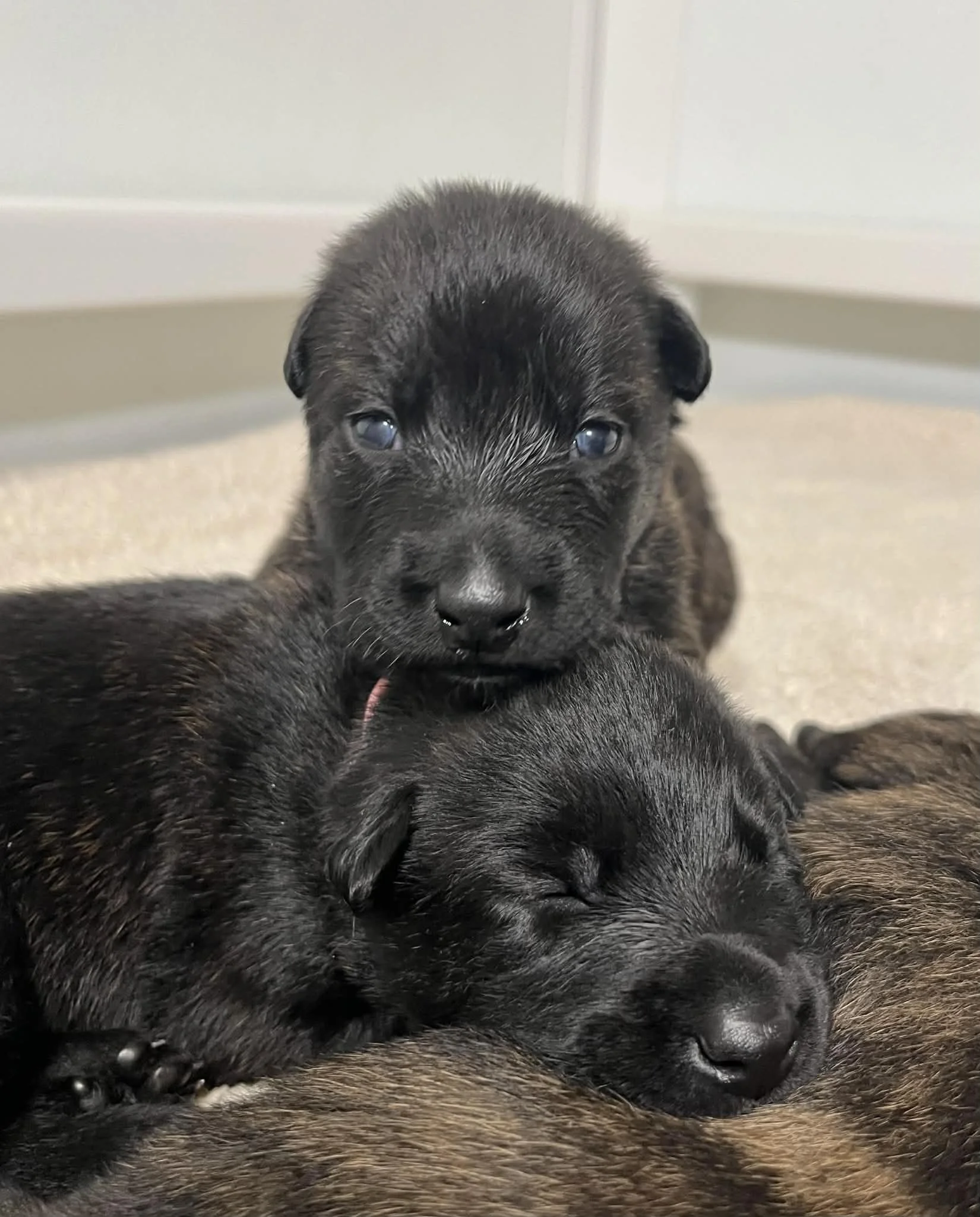 Periwinkle Collar Male - 2 weeks