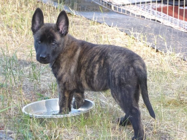 Joules - 6 weeks.jpg