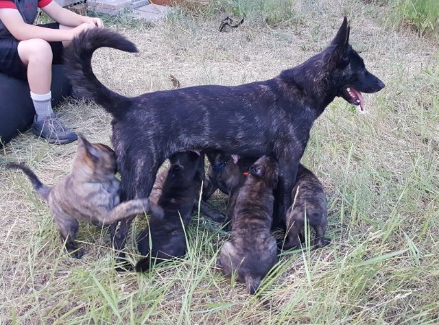Nicole_pups_6weeks (640x474).jpg