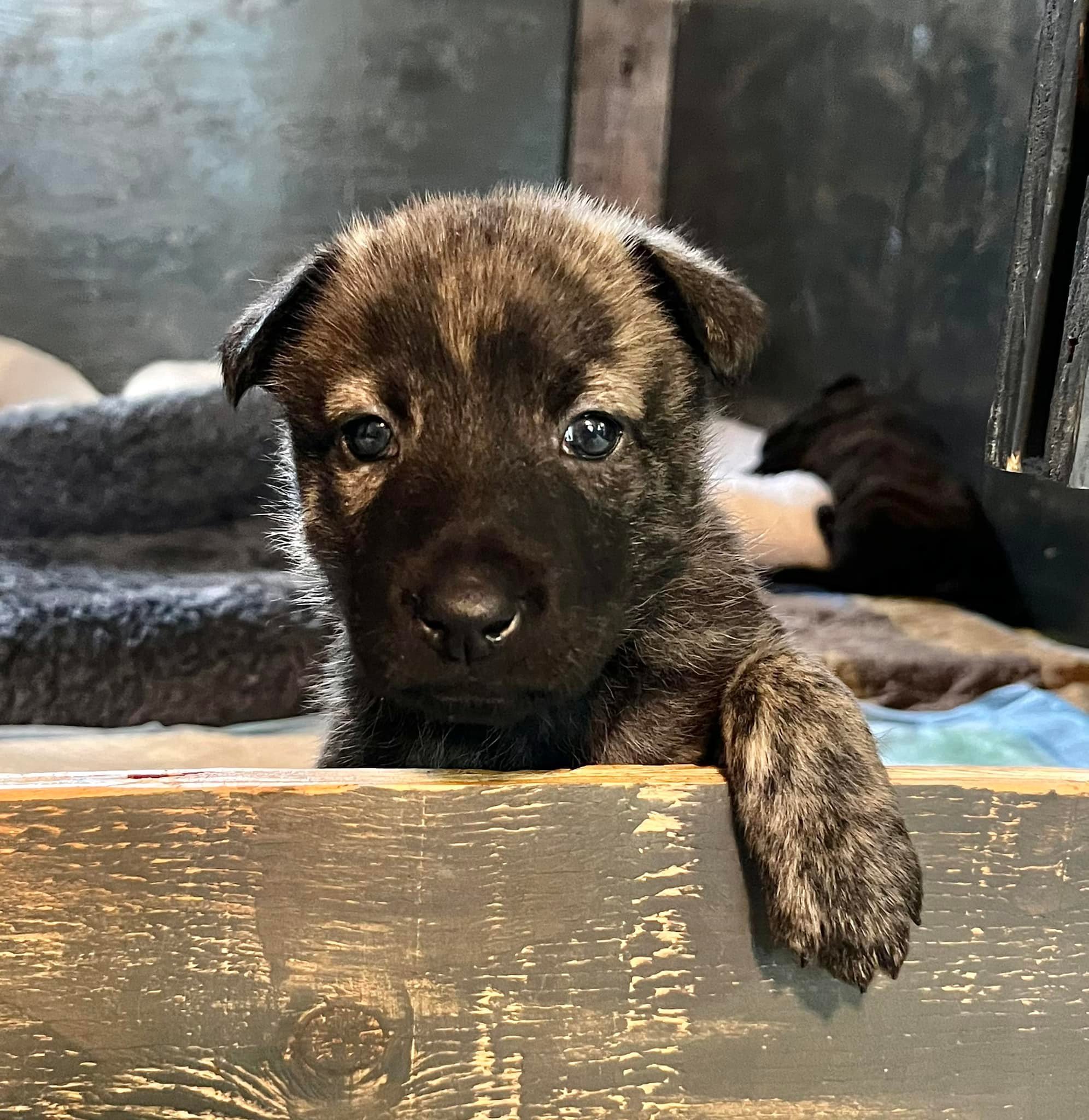 Orange_4weeks2.jpg
