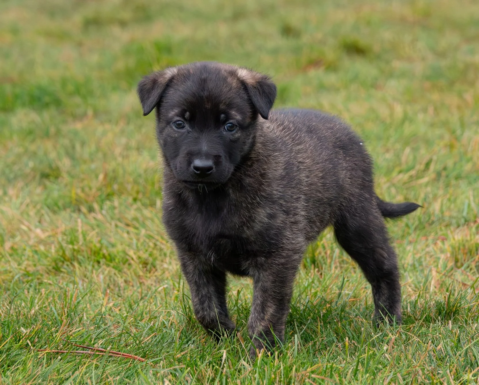Rust collar male - 5 weeks