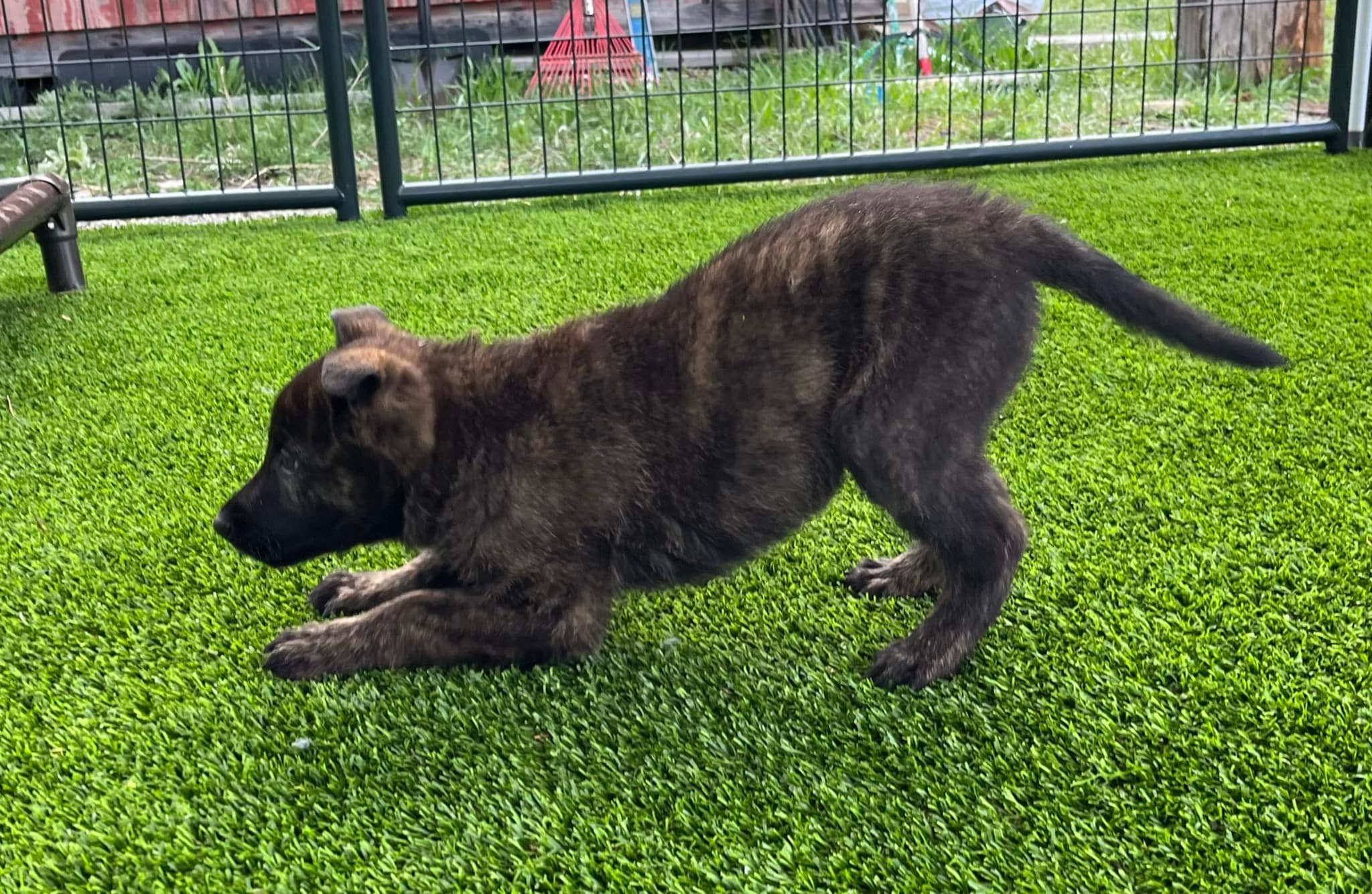 Violet_8weeks.jpg