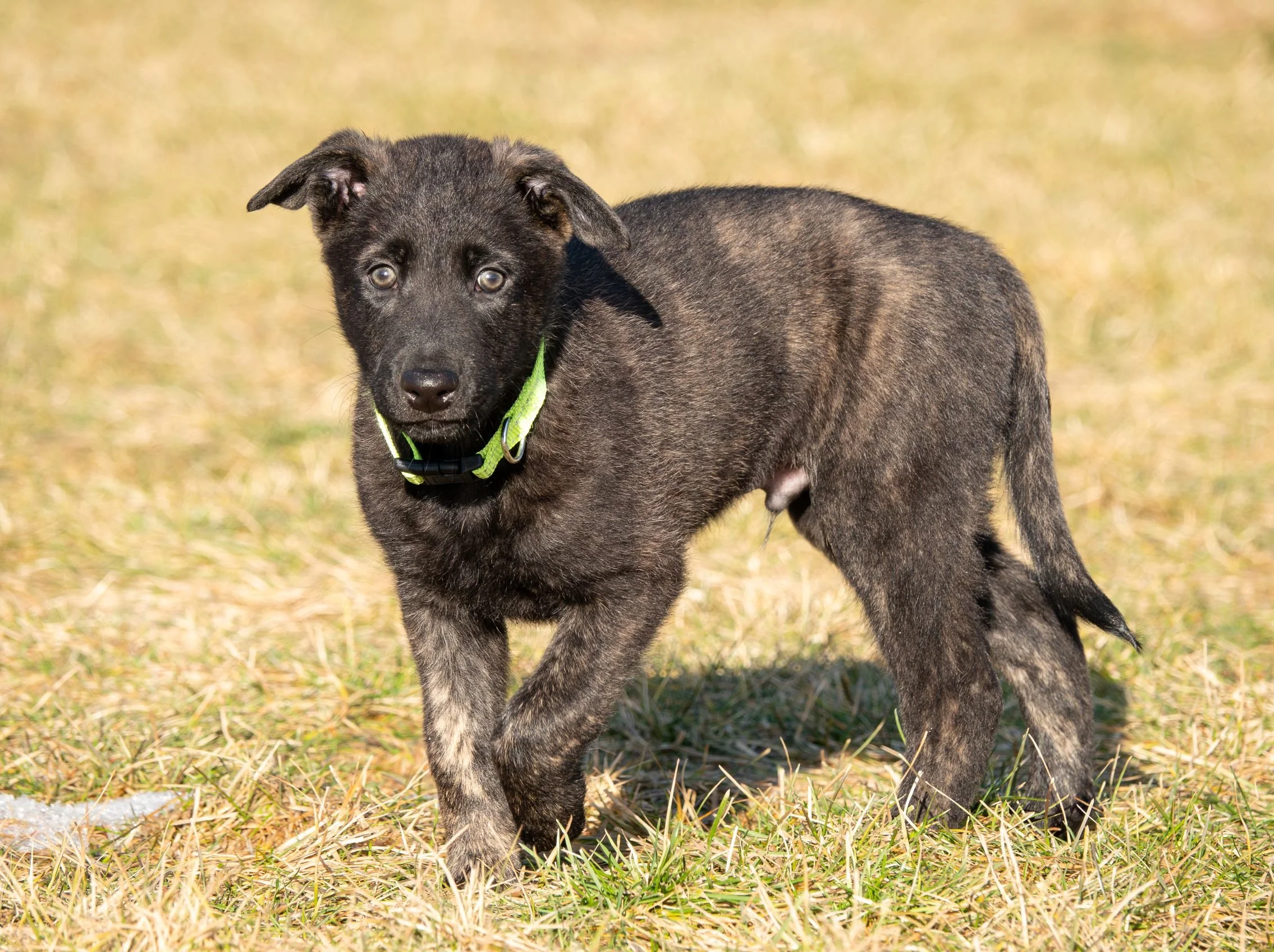 Sage - Psyop (Rook) - 8 weeks