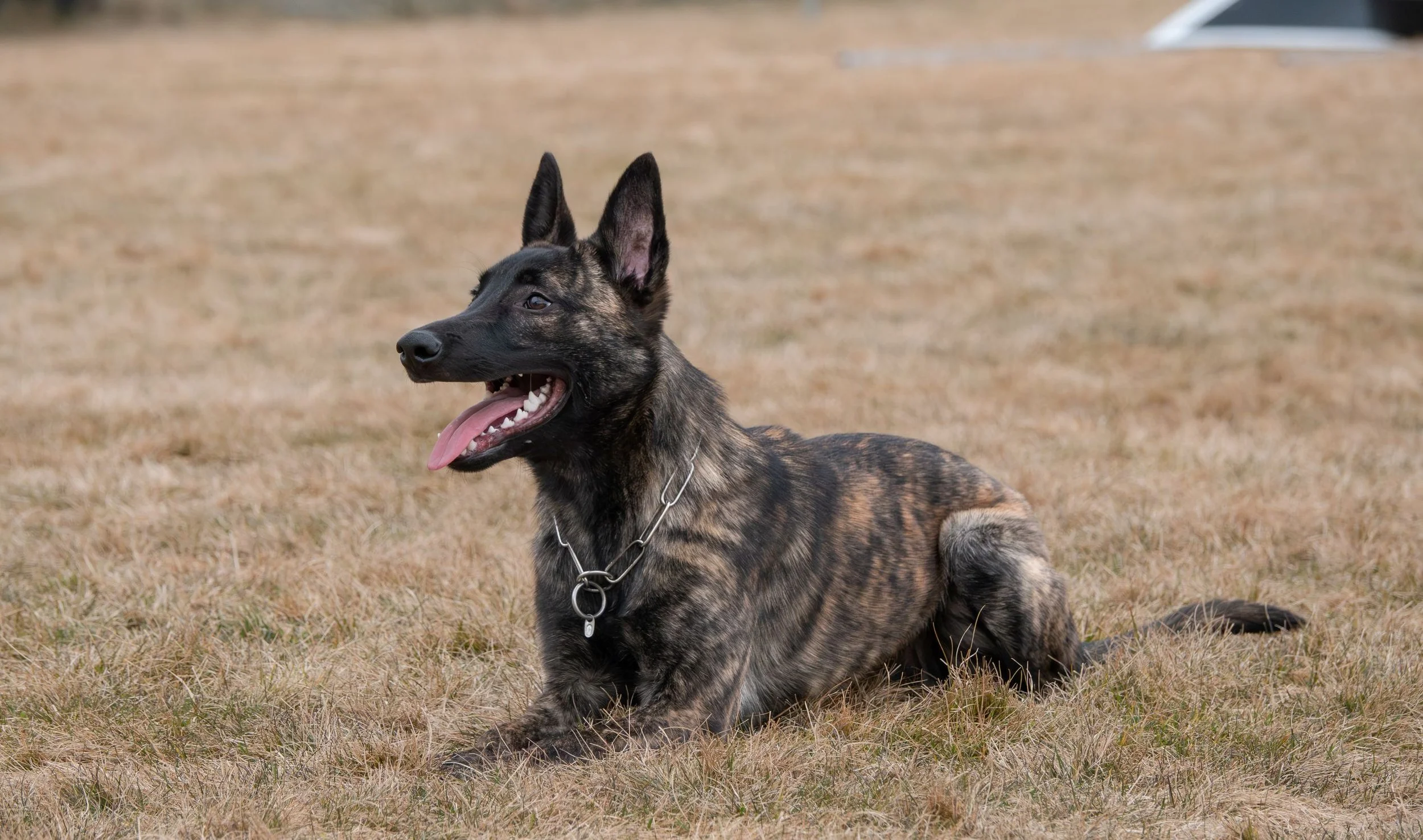 Tora_6months10_sm.jpg