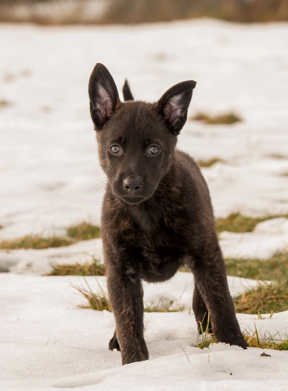 Pink collar female - 7 weeks
