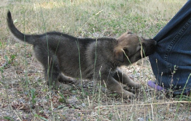 Emma_5weeks_tug+(640x404).jpg