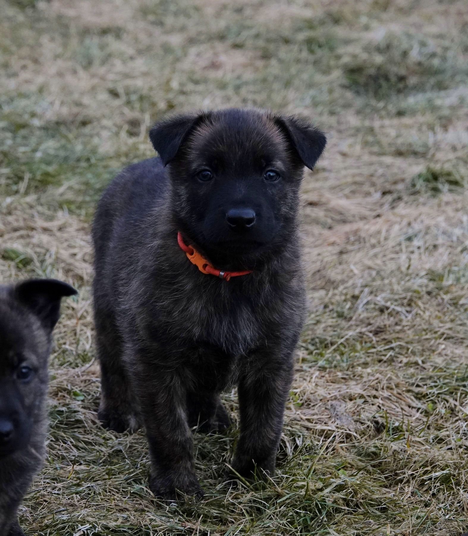 Orange_5weeks3_sm.jpg