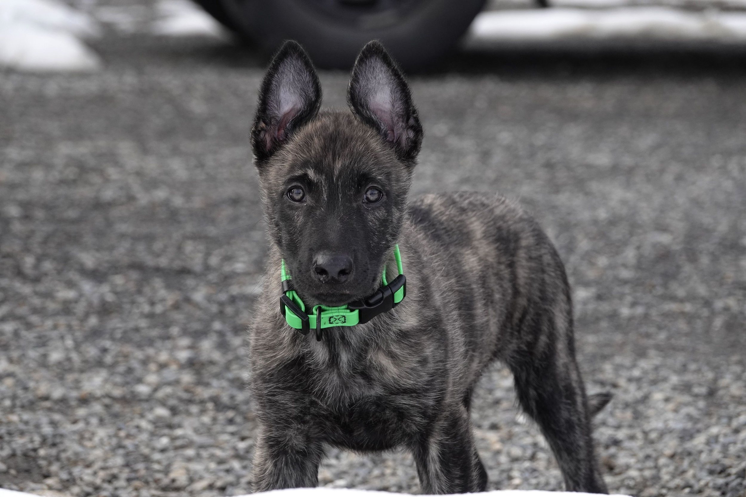 Oddball_9weeks7_sm.jpg