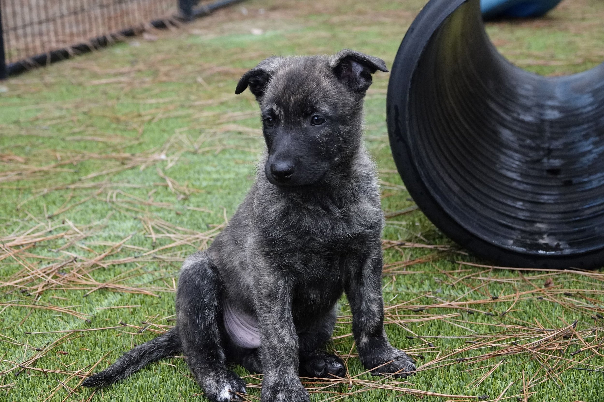 Green_7weeks3_sm.jpg
