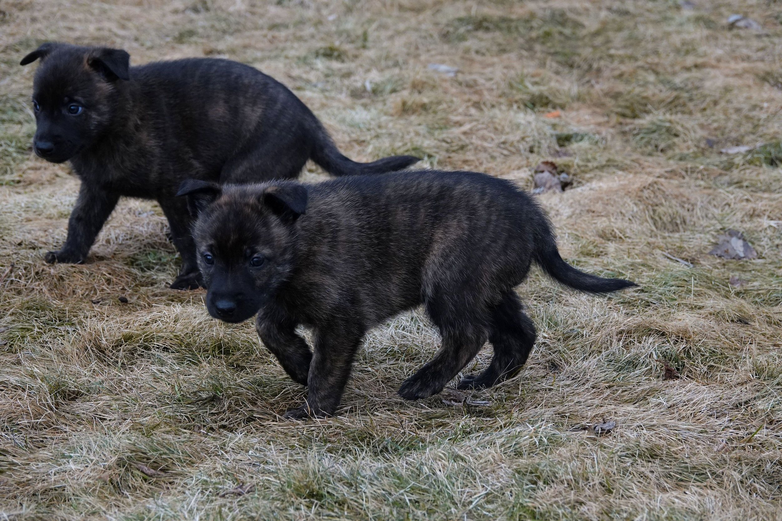 Pink_5weeks1_sm.jpg