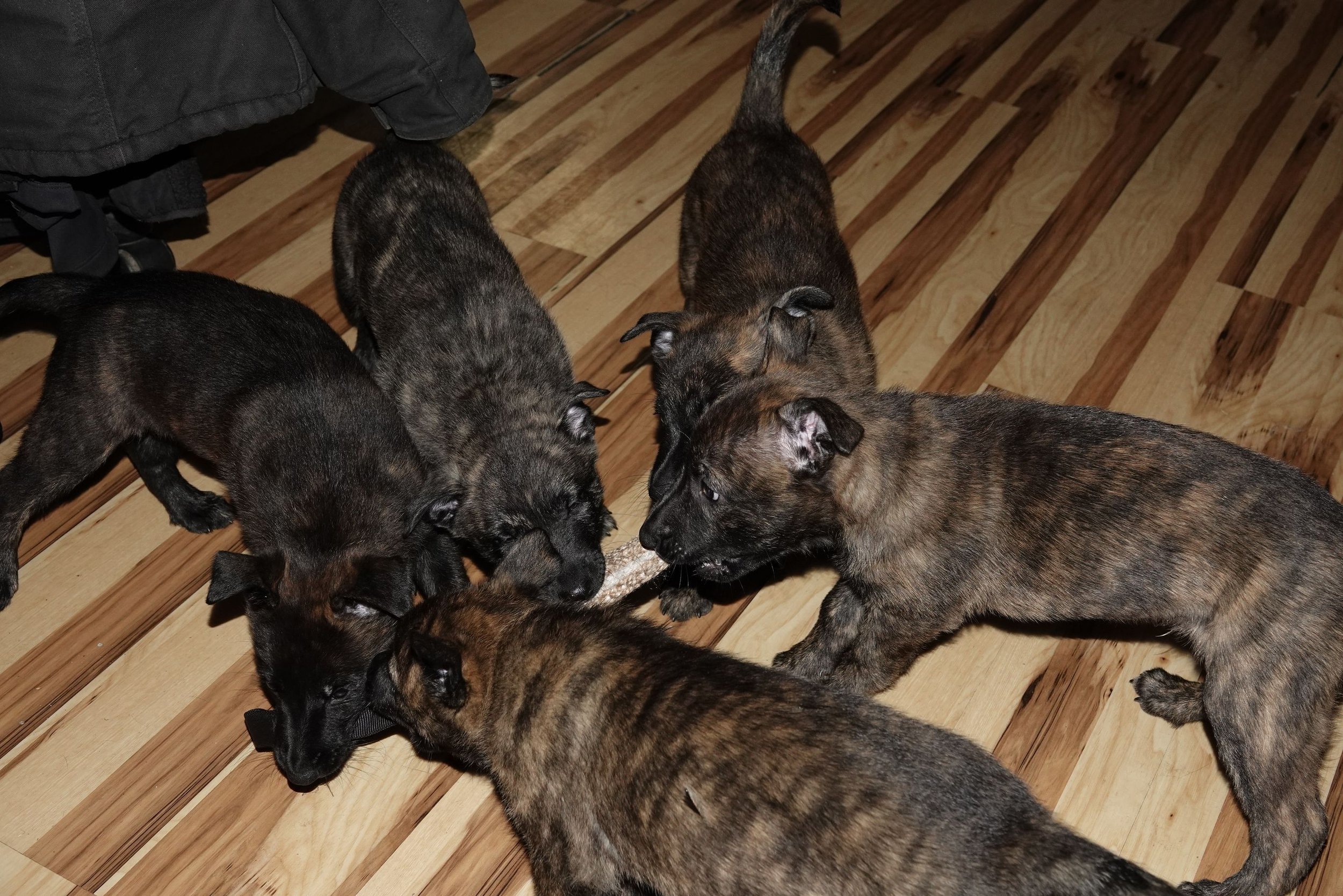 Olitter_7weeks2_sm.jpg
