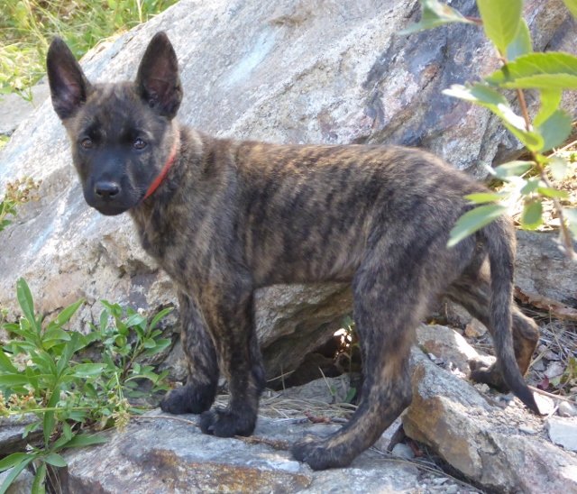Julius - 8.5 weeks.jpg