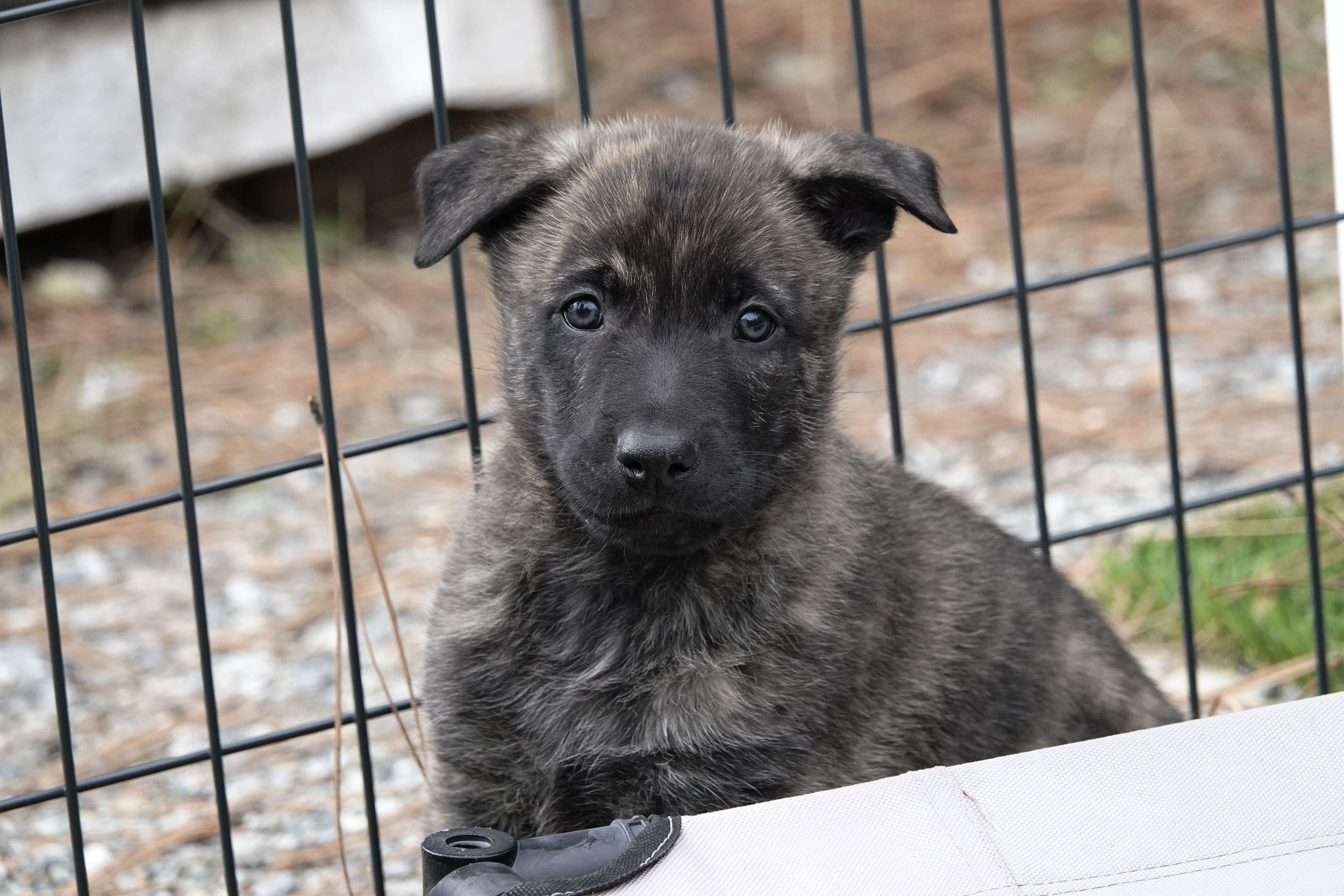 Green_6weeks9_sm.jpg