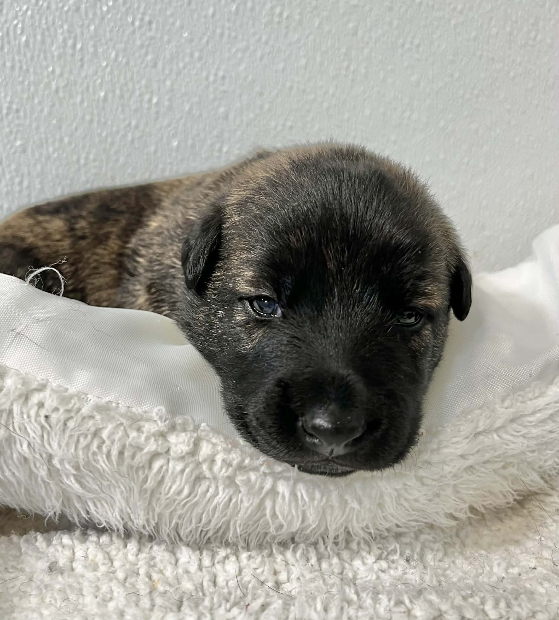 Sienna Collar Female - 2 weeks