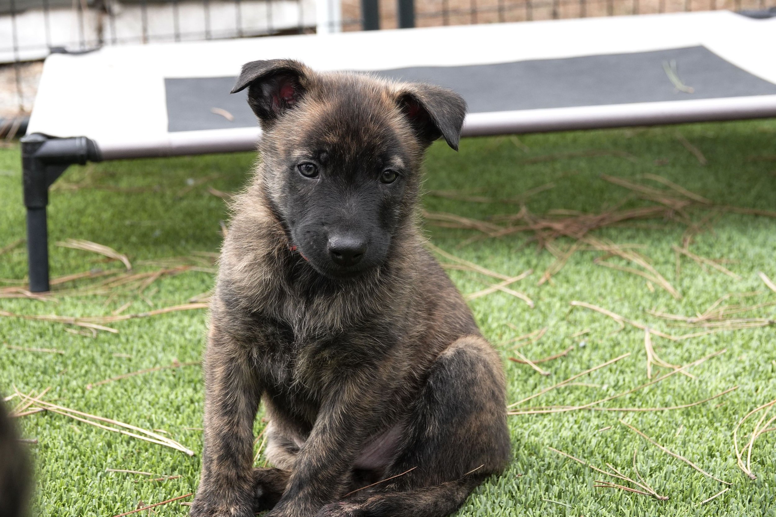 Orange_6weeks6_sm.jpg