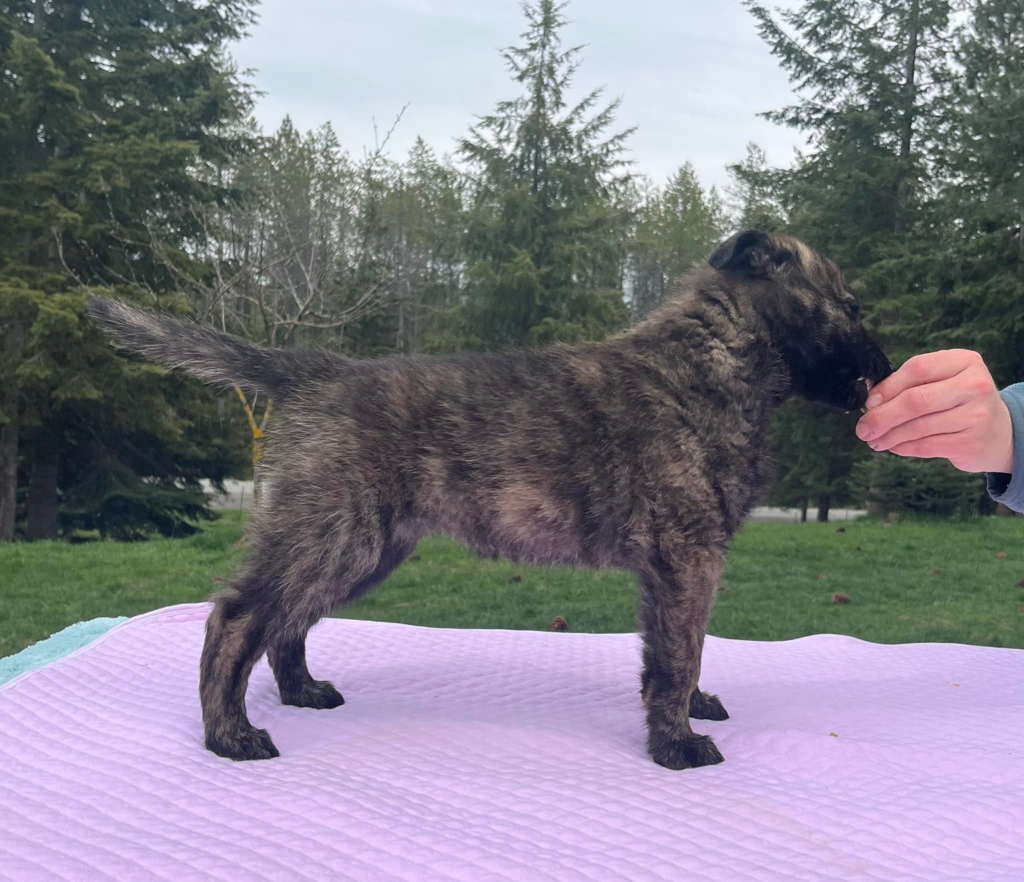 Violet_7weeks.jpg