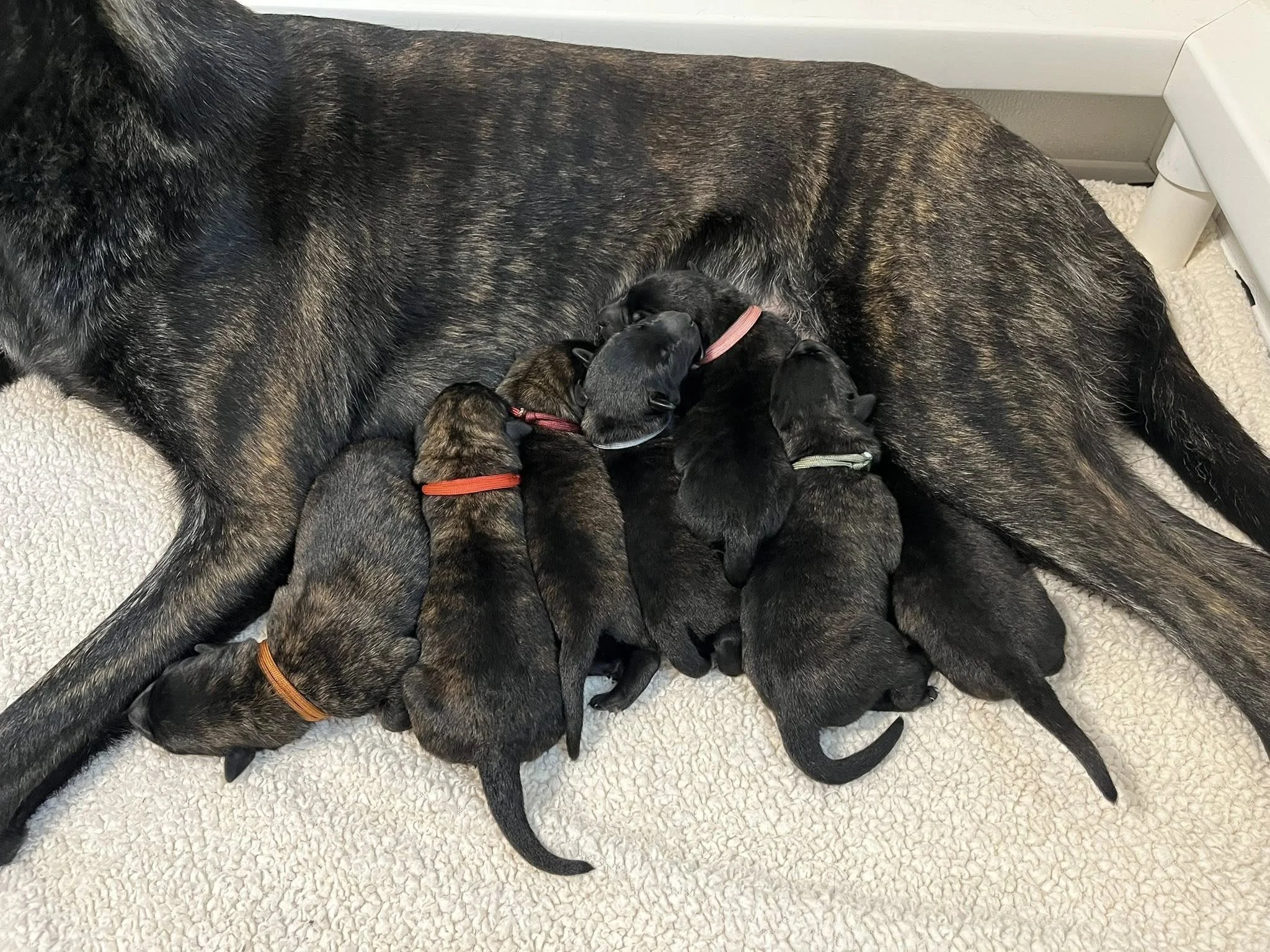 P Litter Day 1