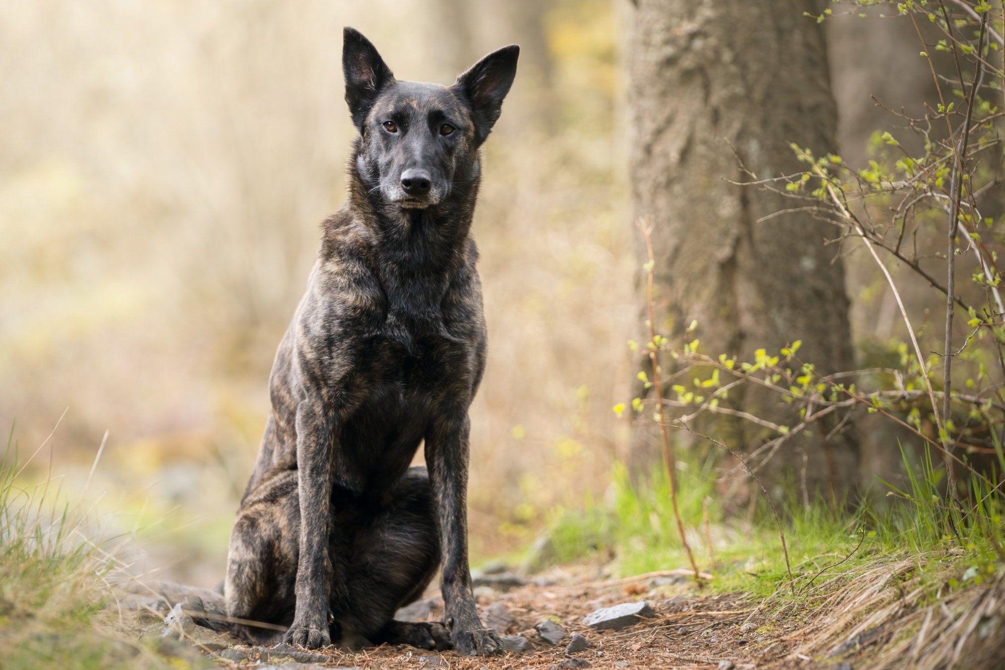 Brindle Dutch Shepherd sitting in a forest with trees and foliage in the background.