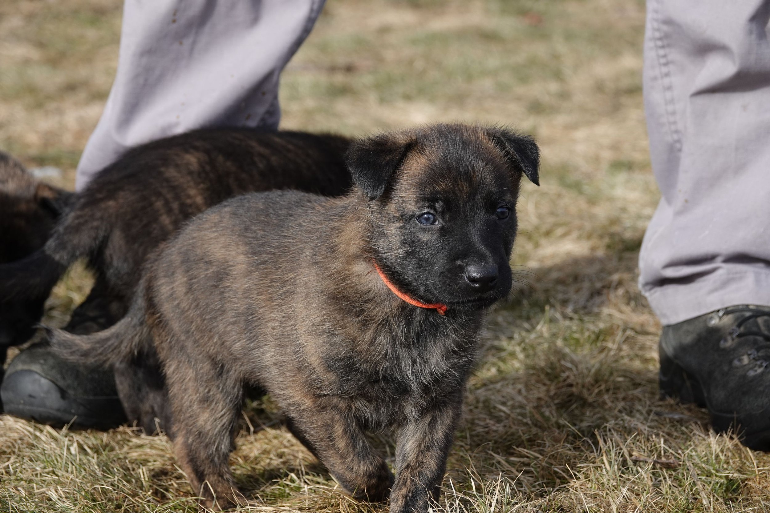 Orange_4weeks2_sm.jpg