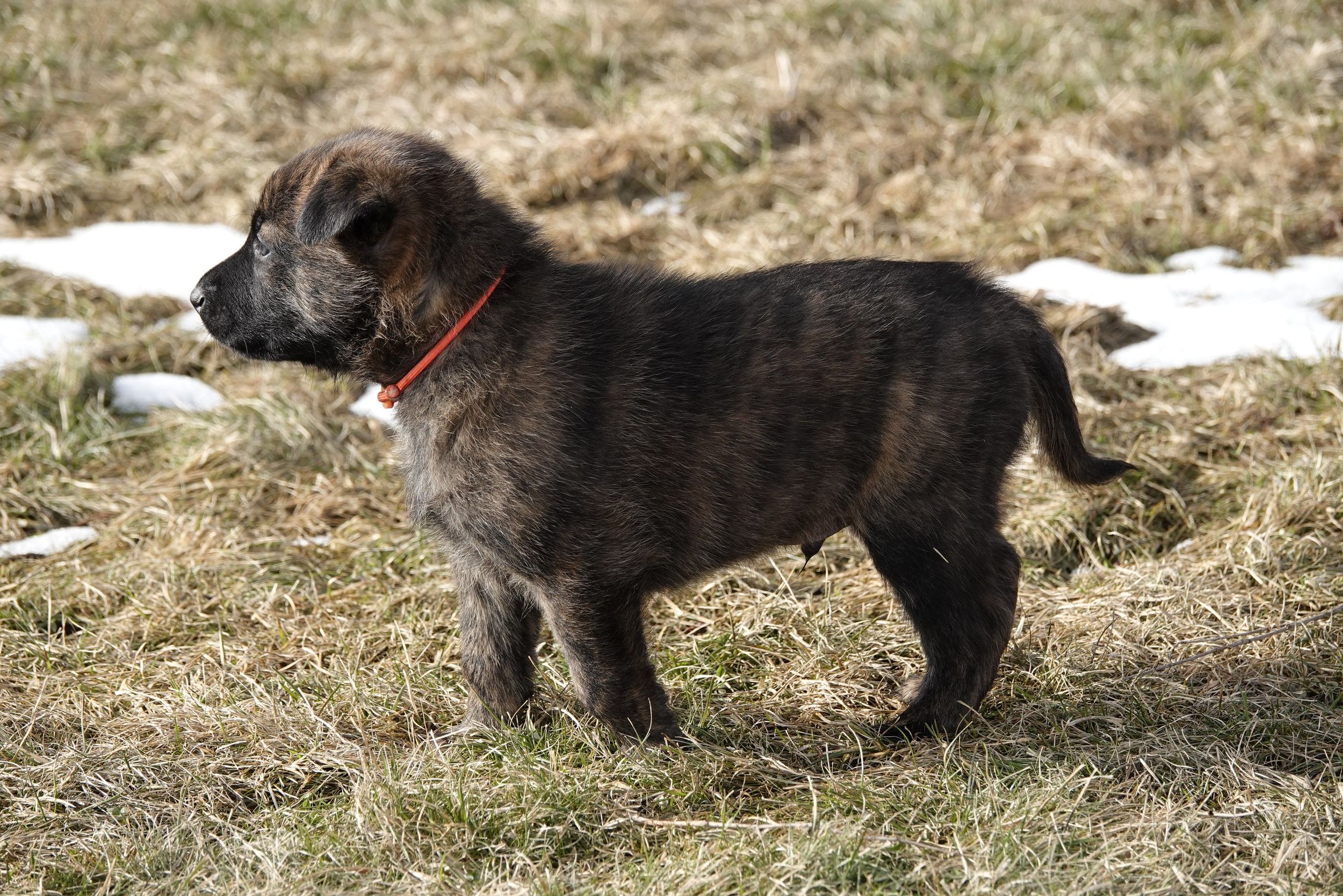Orange_4weeks5_sm.jpg
