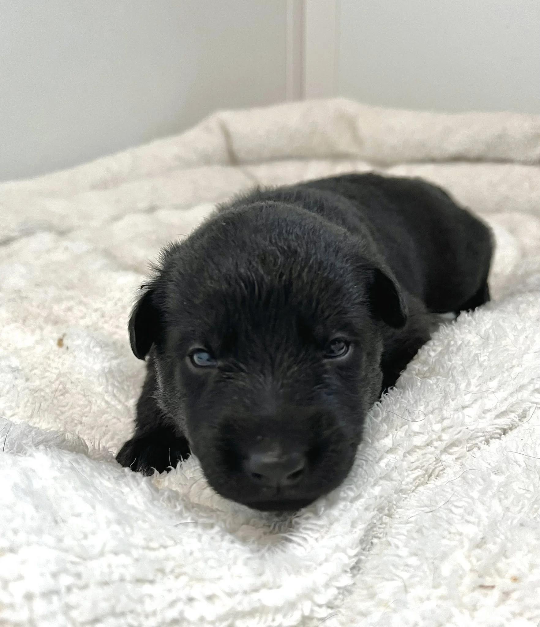 Orange Collar Female