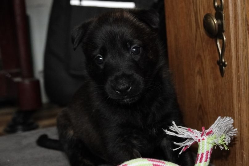 Black_4weeks2_sm.jpg