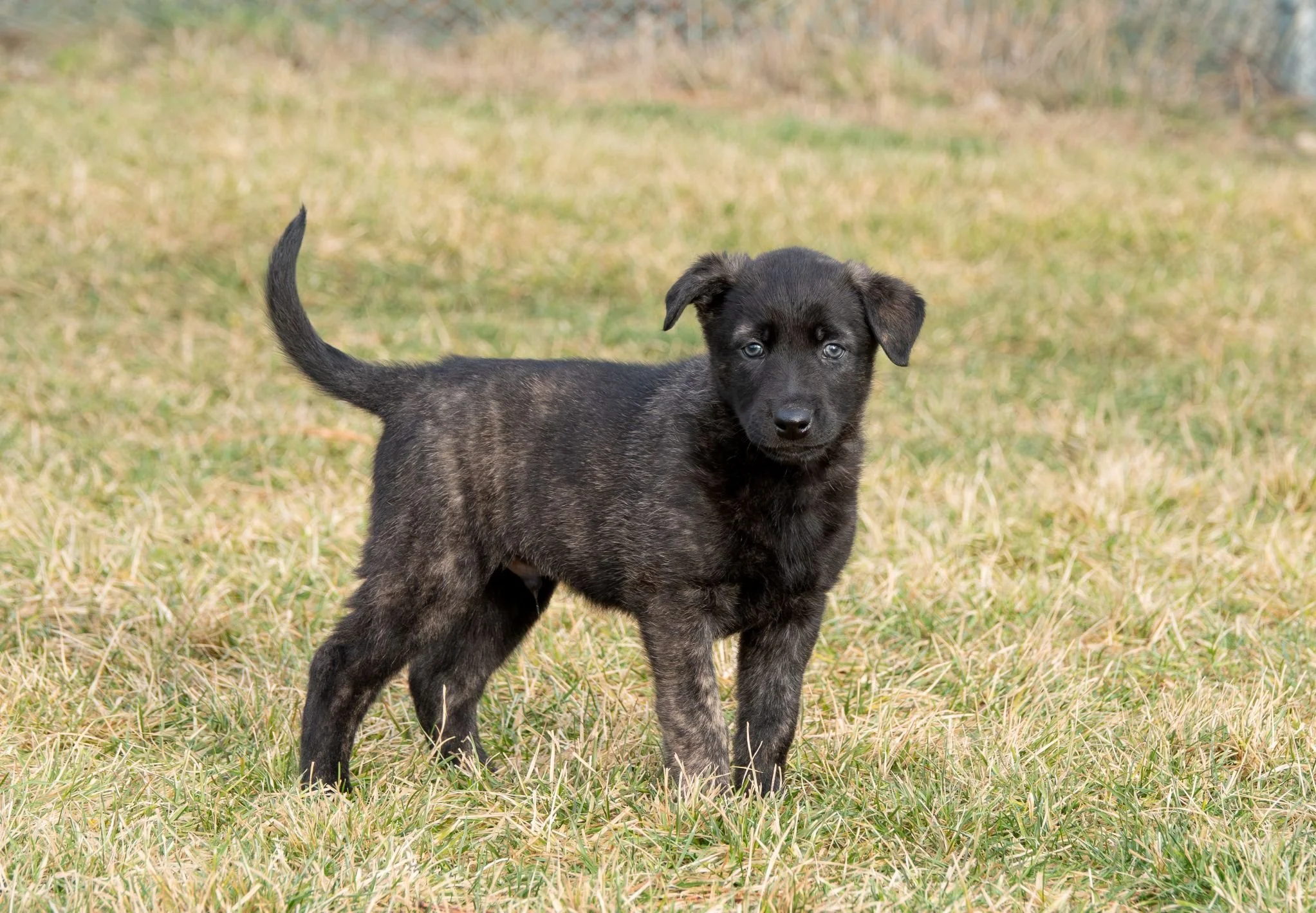 Sage collar male - 6 weeks