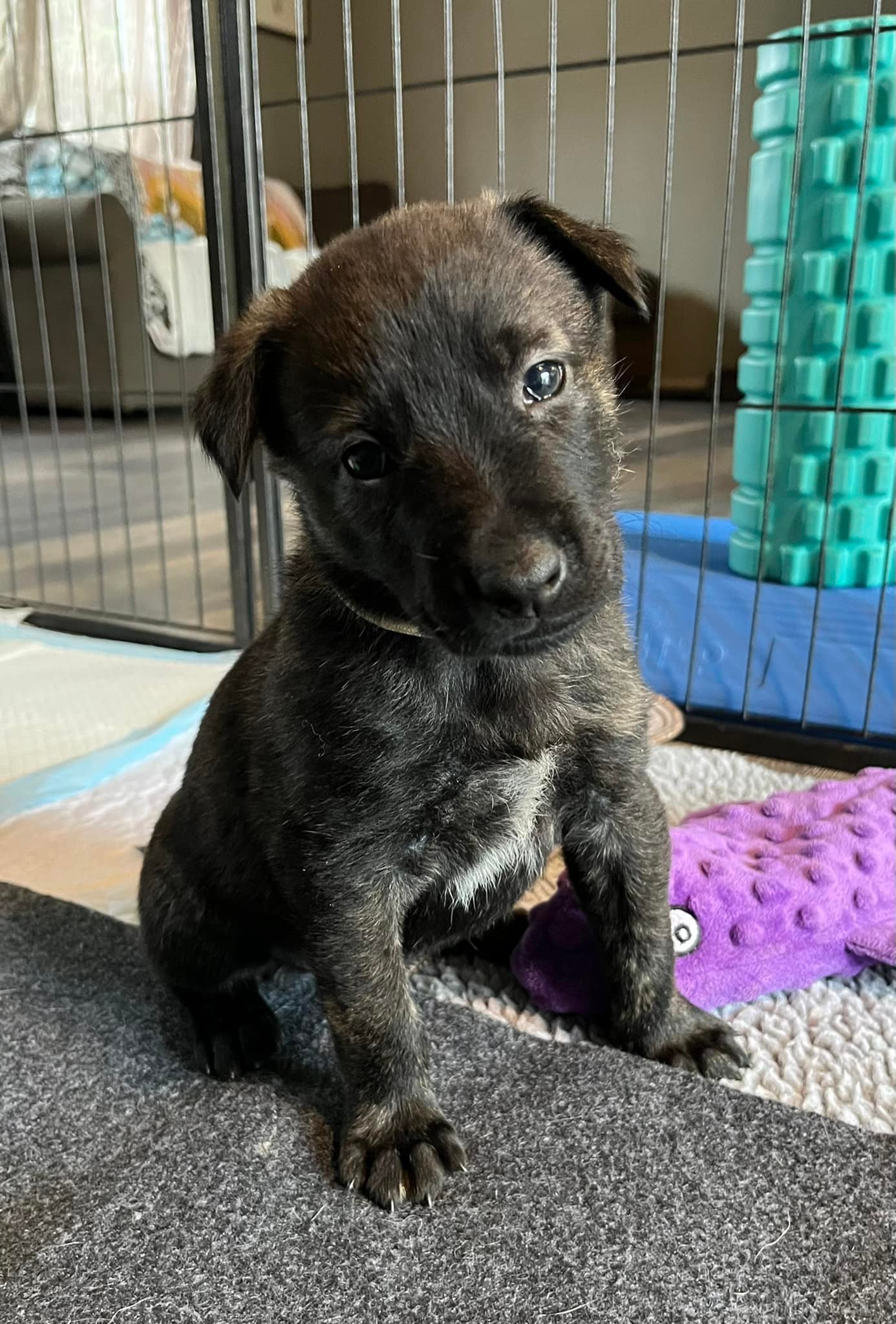 White_4weeks2.jpg