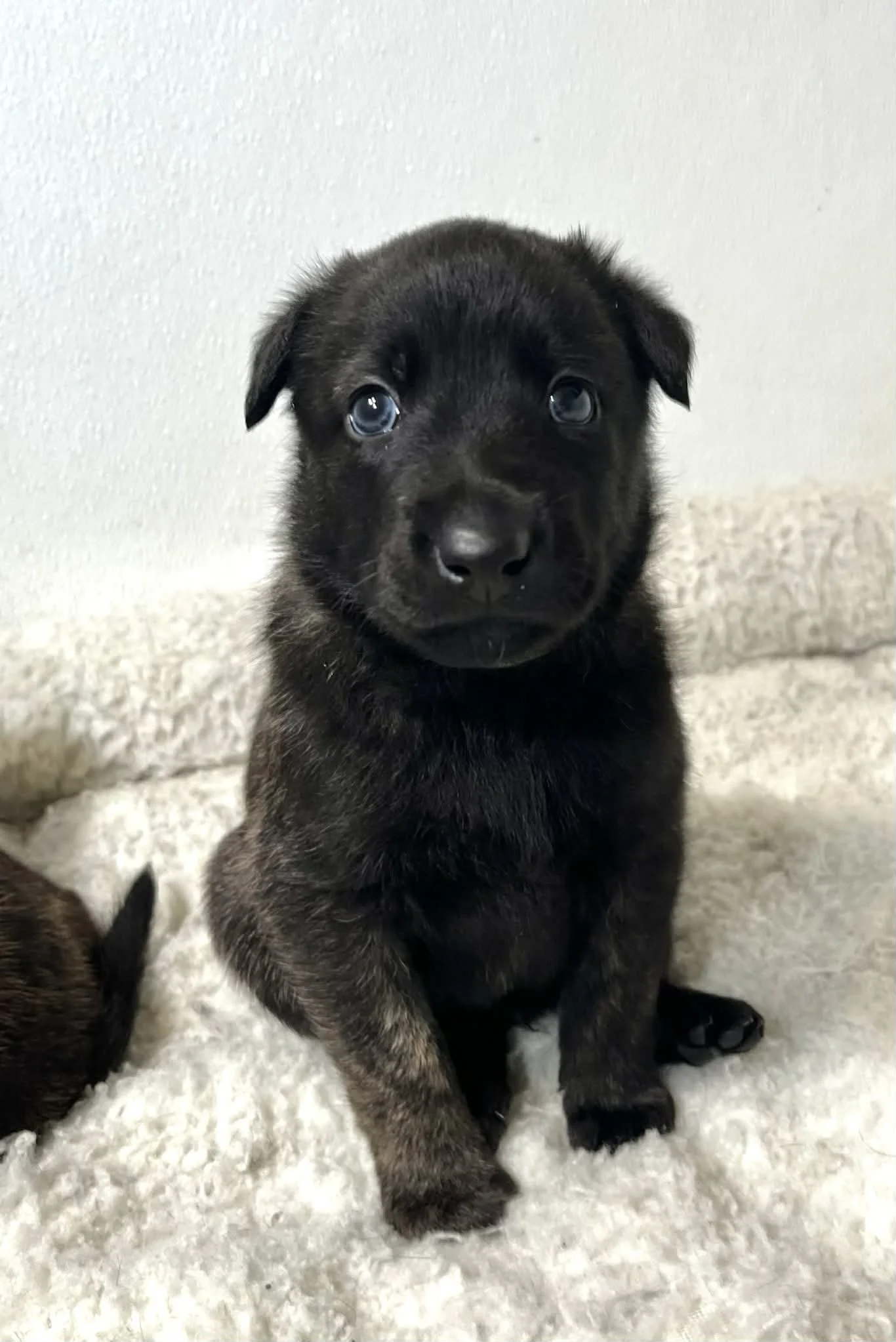 Sage Collar Male - 4 weeks