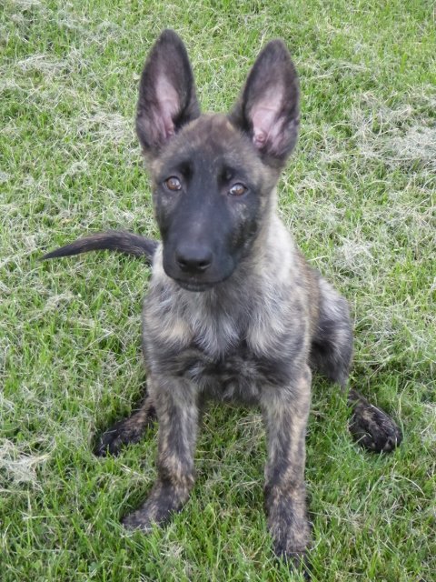 Juggernaut - 11 weeks.jpg