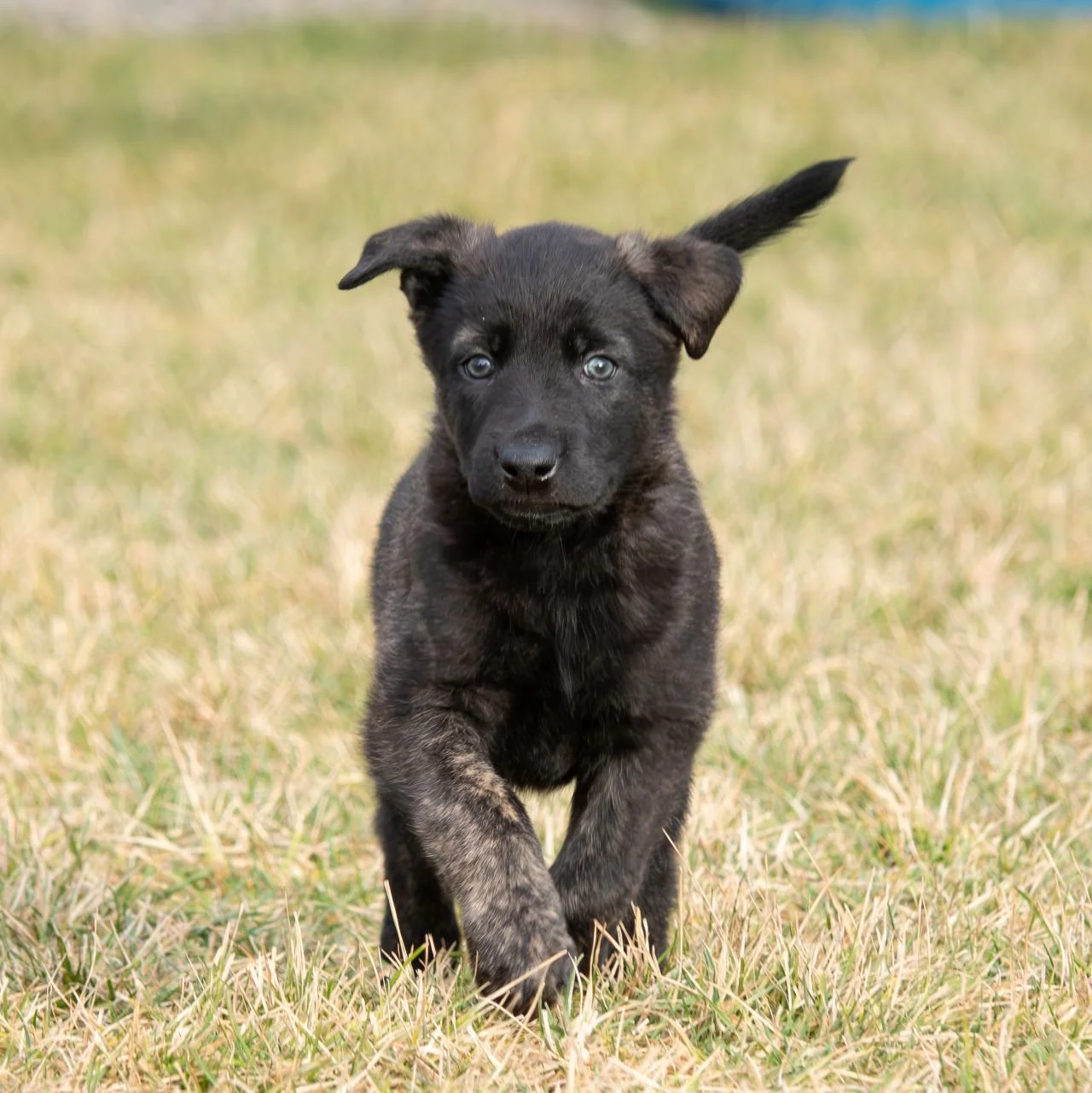 Sage collar male - 6 weeks