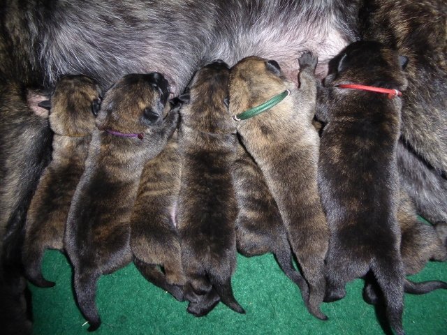 Jlitter_3days2 (640x480).jpg