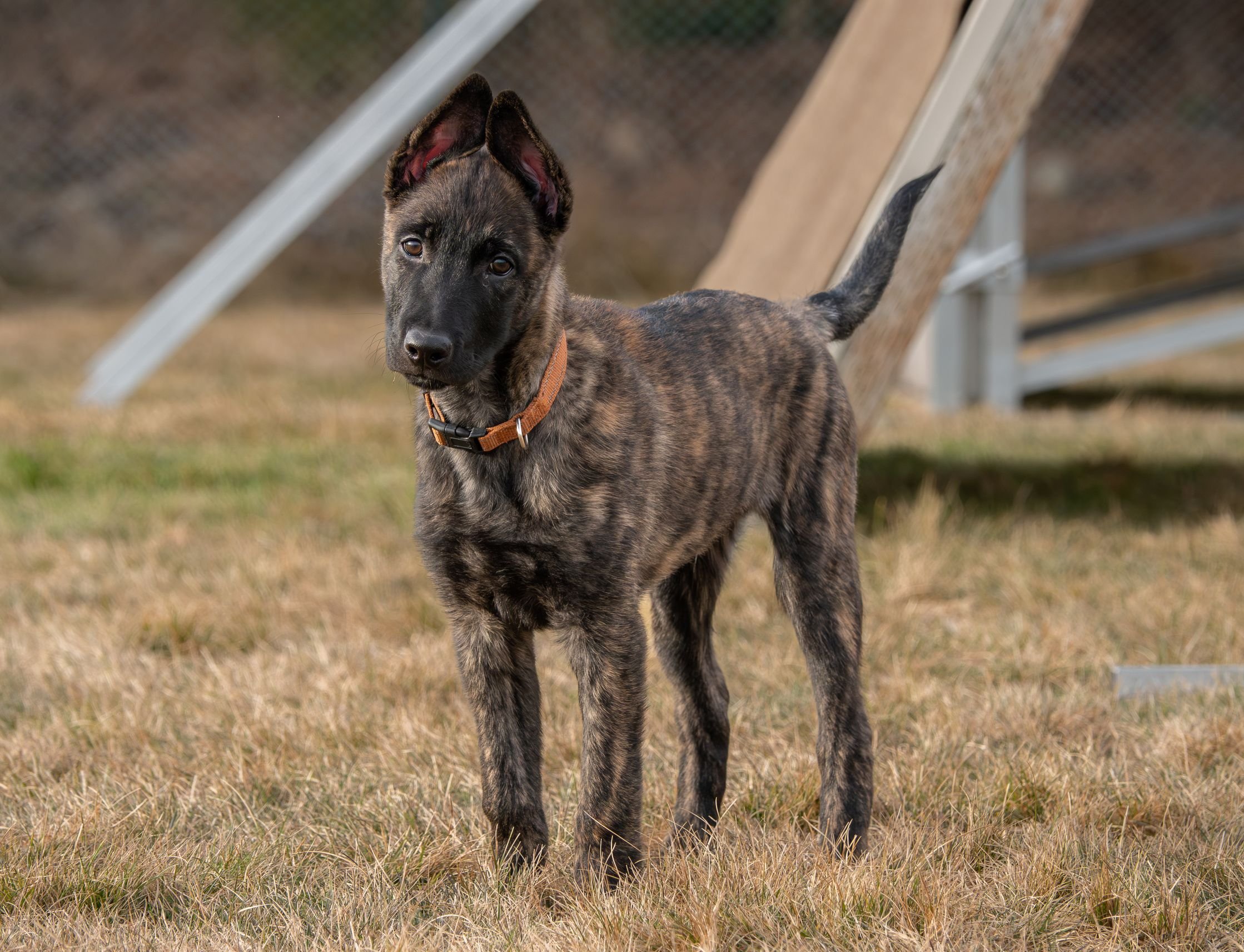 Cadet_12weeks4.jpg