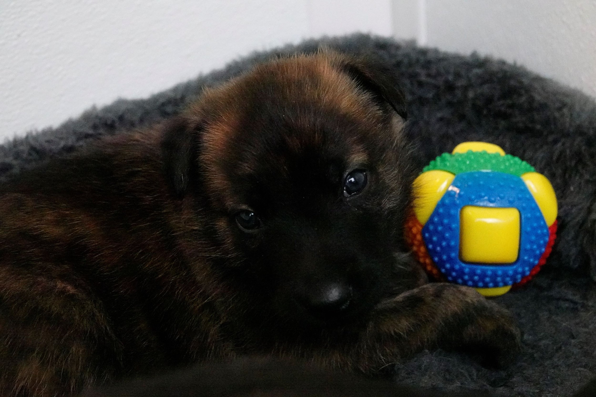 Orange_26days3_sm.jpg