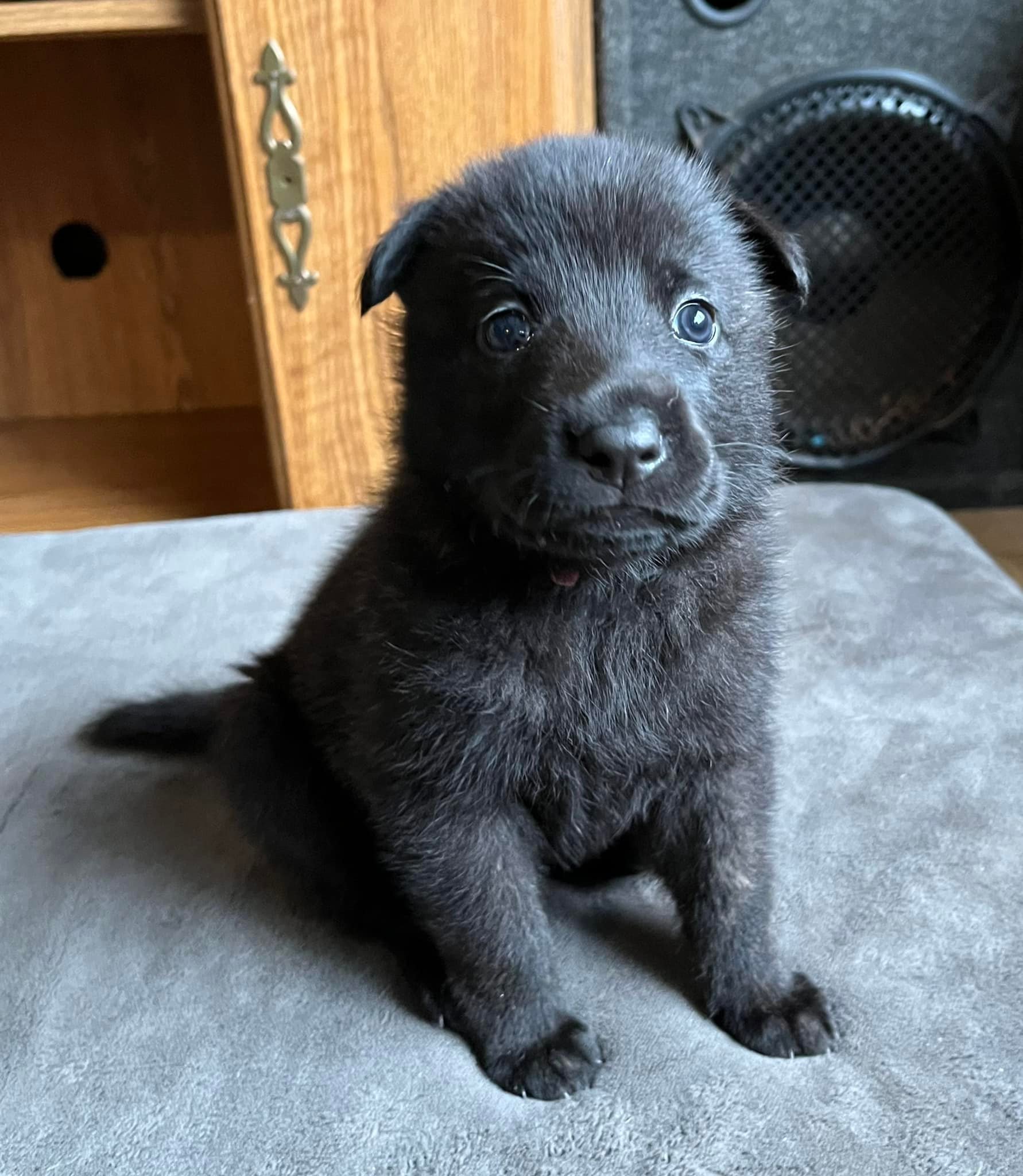 Pink_4weeks.jpg