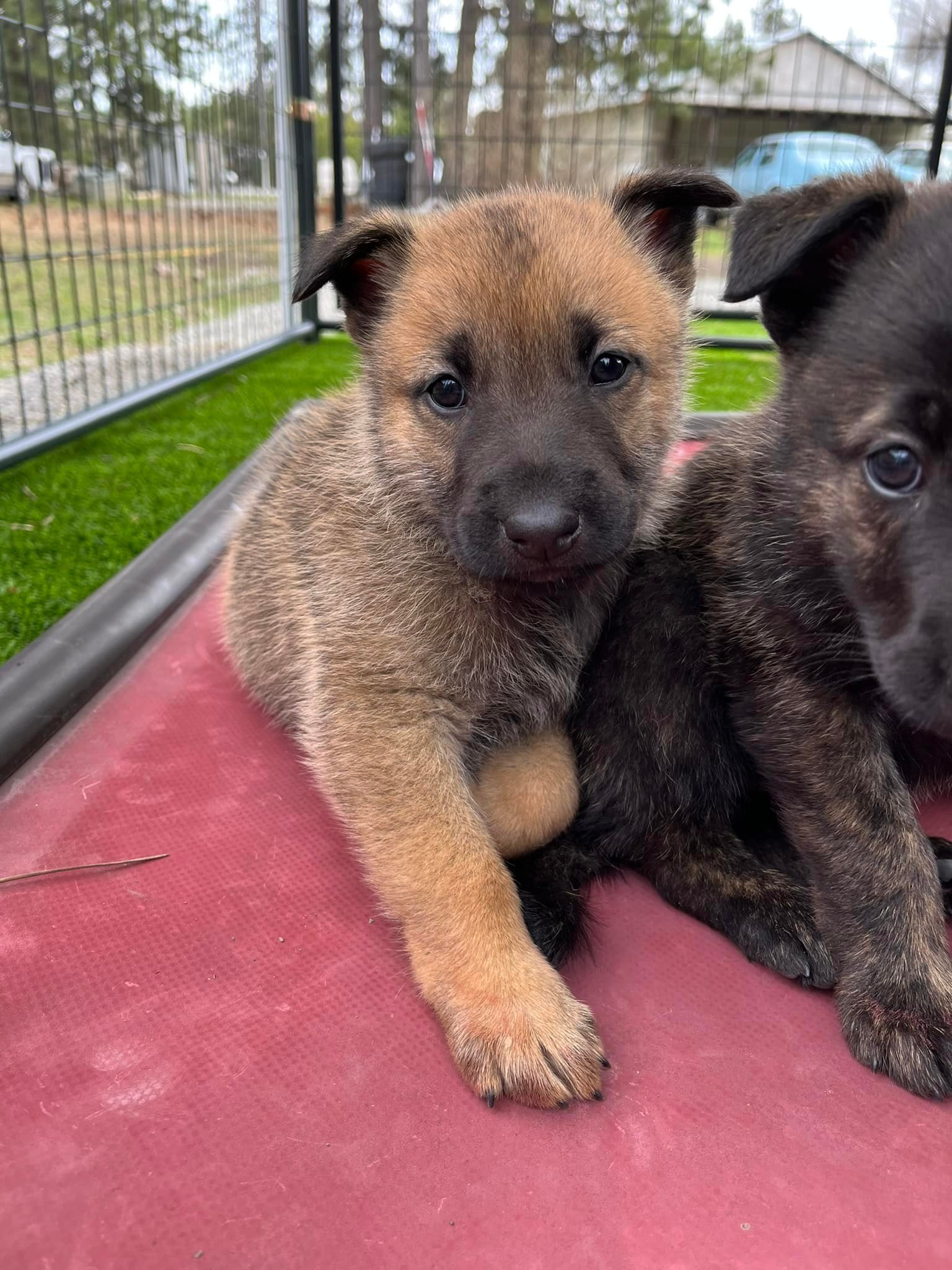 Nacho_6weeks.jpg