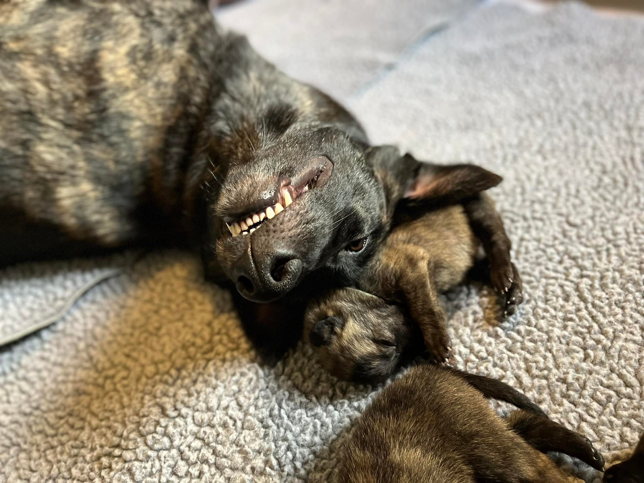 Puca_pup_day11.jpg