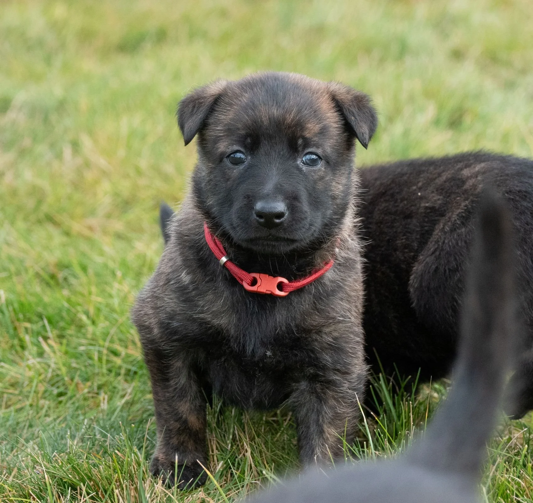 Scarlet Collar Female - 4 weeks