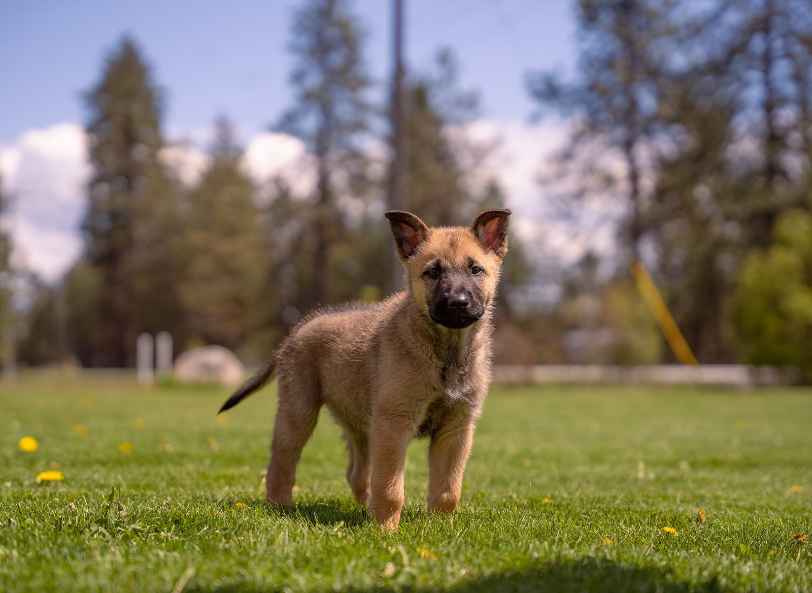 Nacho_8weeks2.jpg