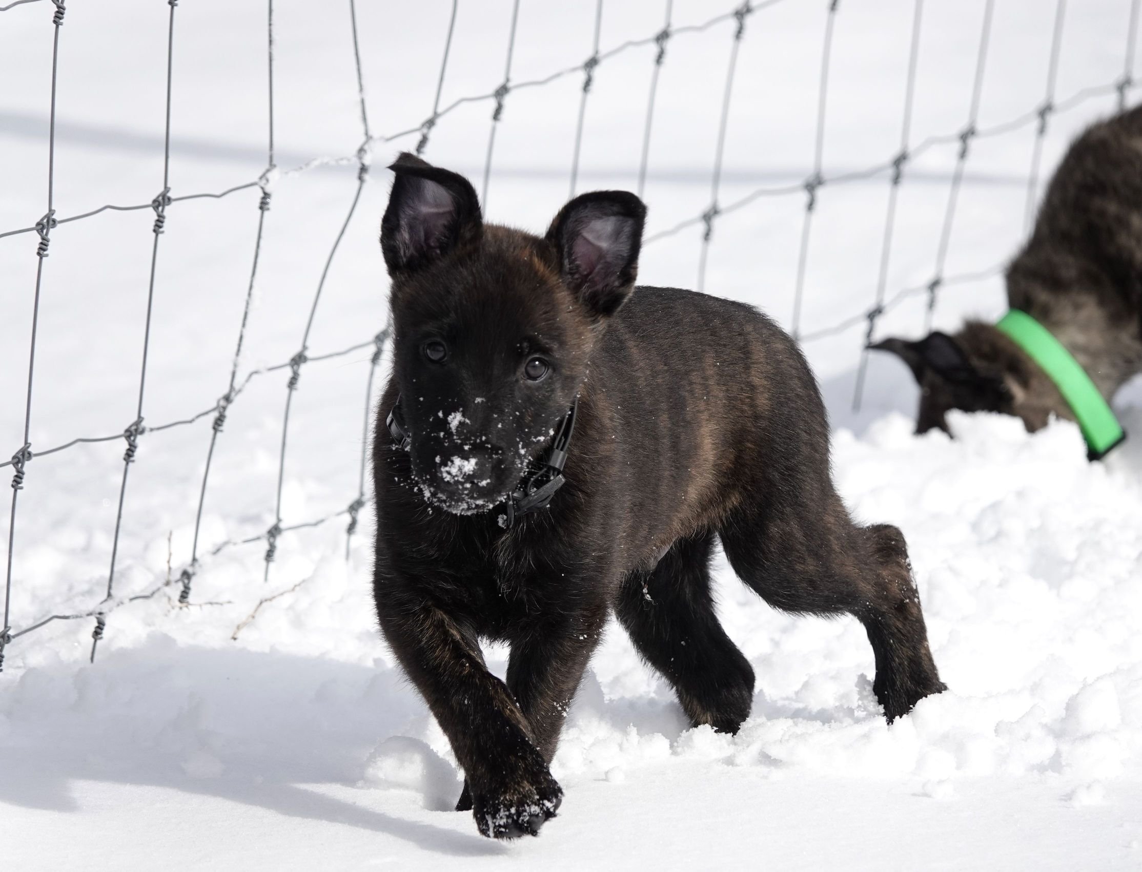 Black_8weeks3_sm.jpg