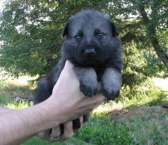 Brown_3weeks+(640x550).jpg