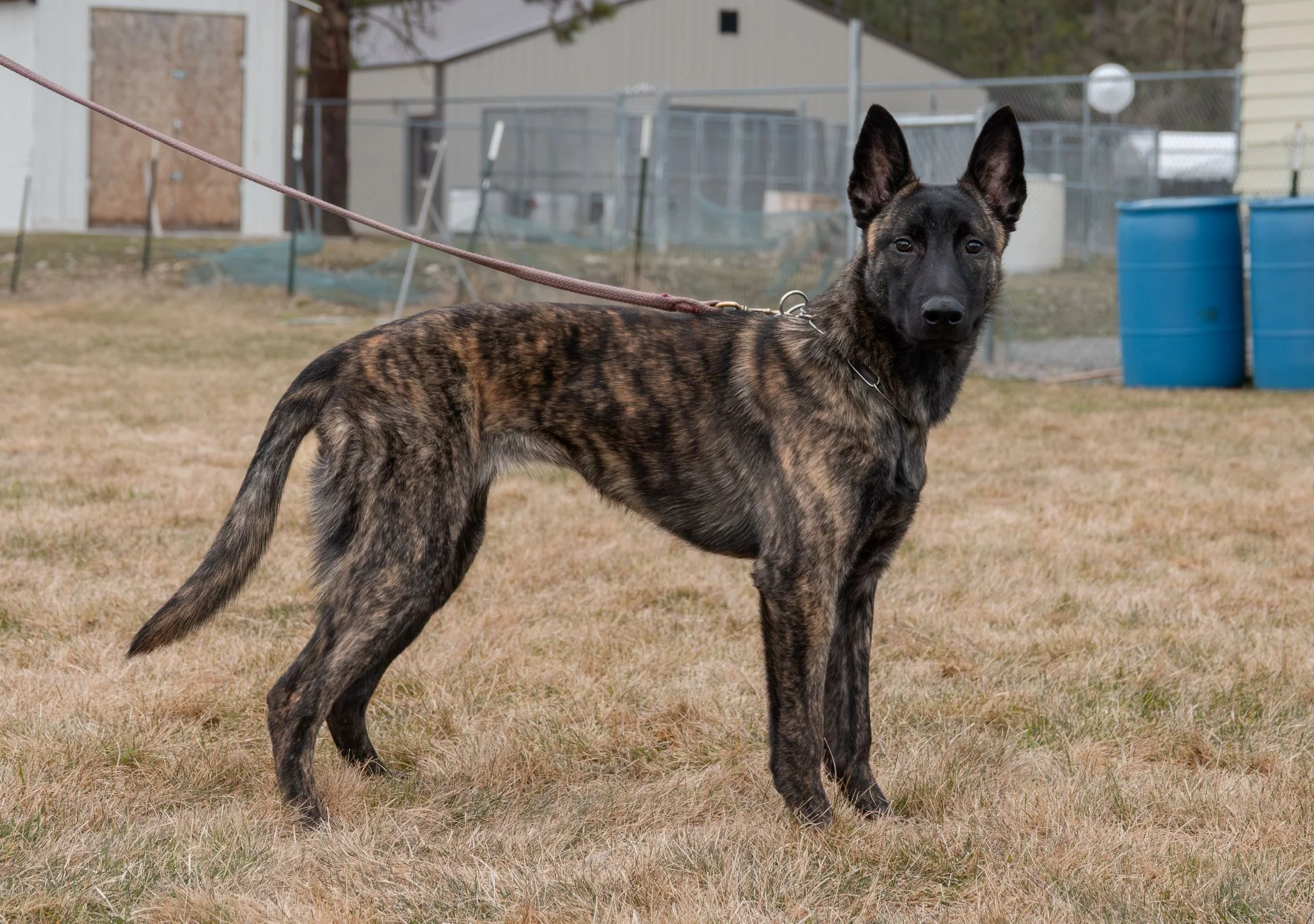 Tora_6months2_sm.jpg