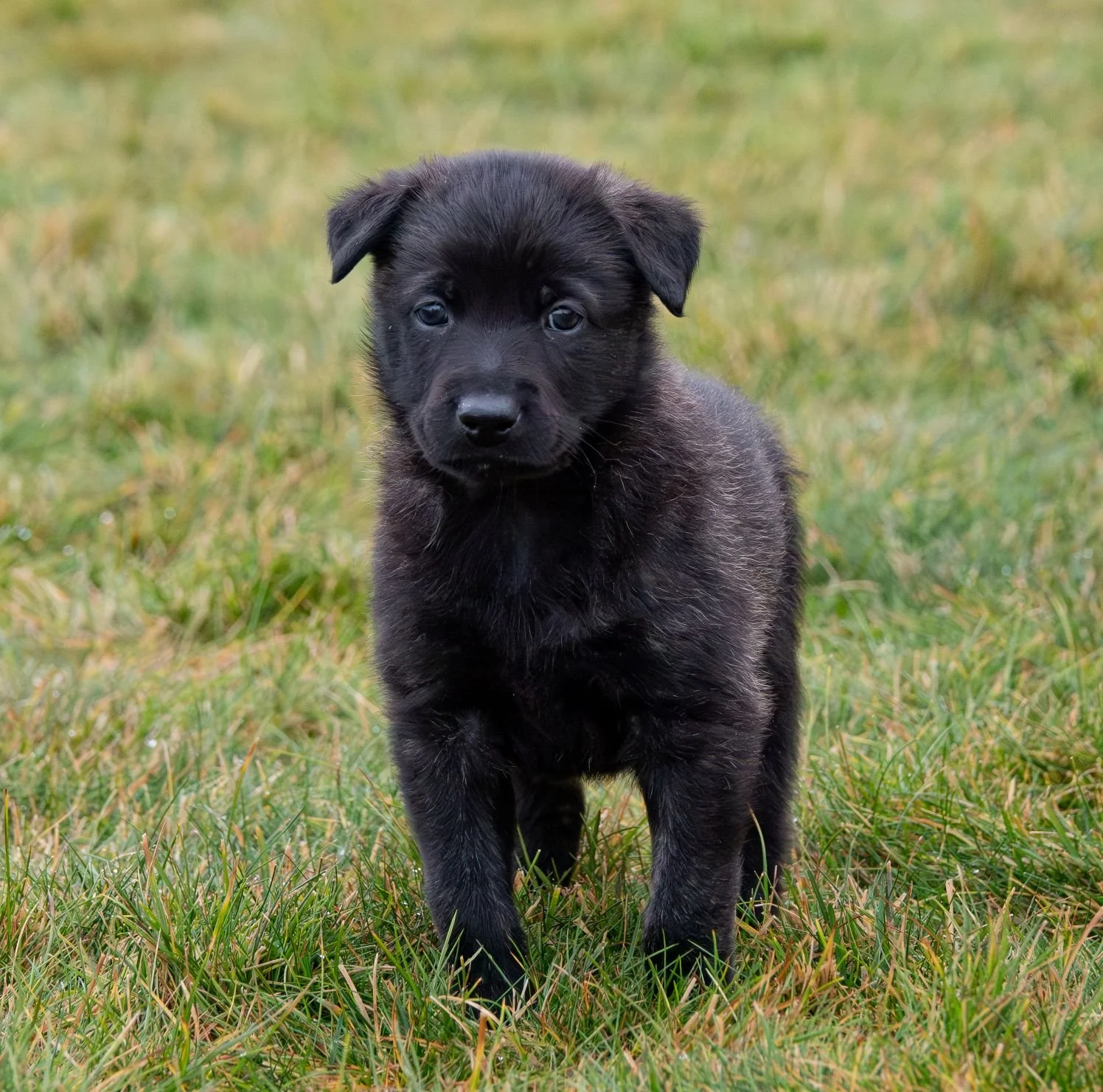Olive collar male - 5 weeks