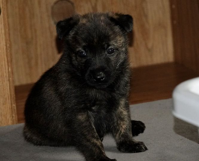 Pink_4weeks1_sm.jpg