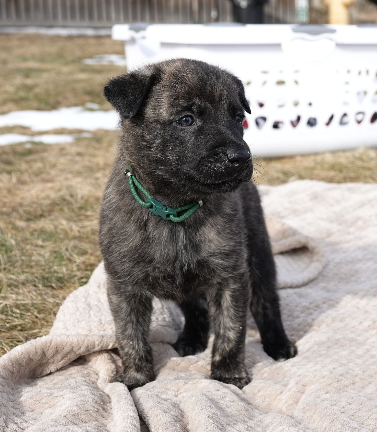 Green_4weeks1_sm.jpg