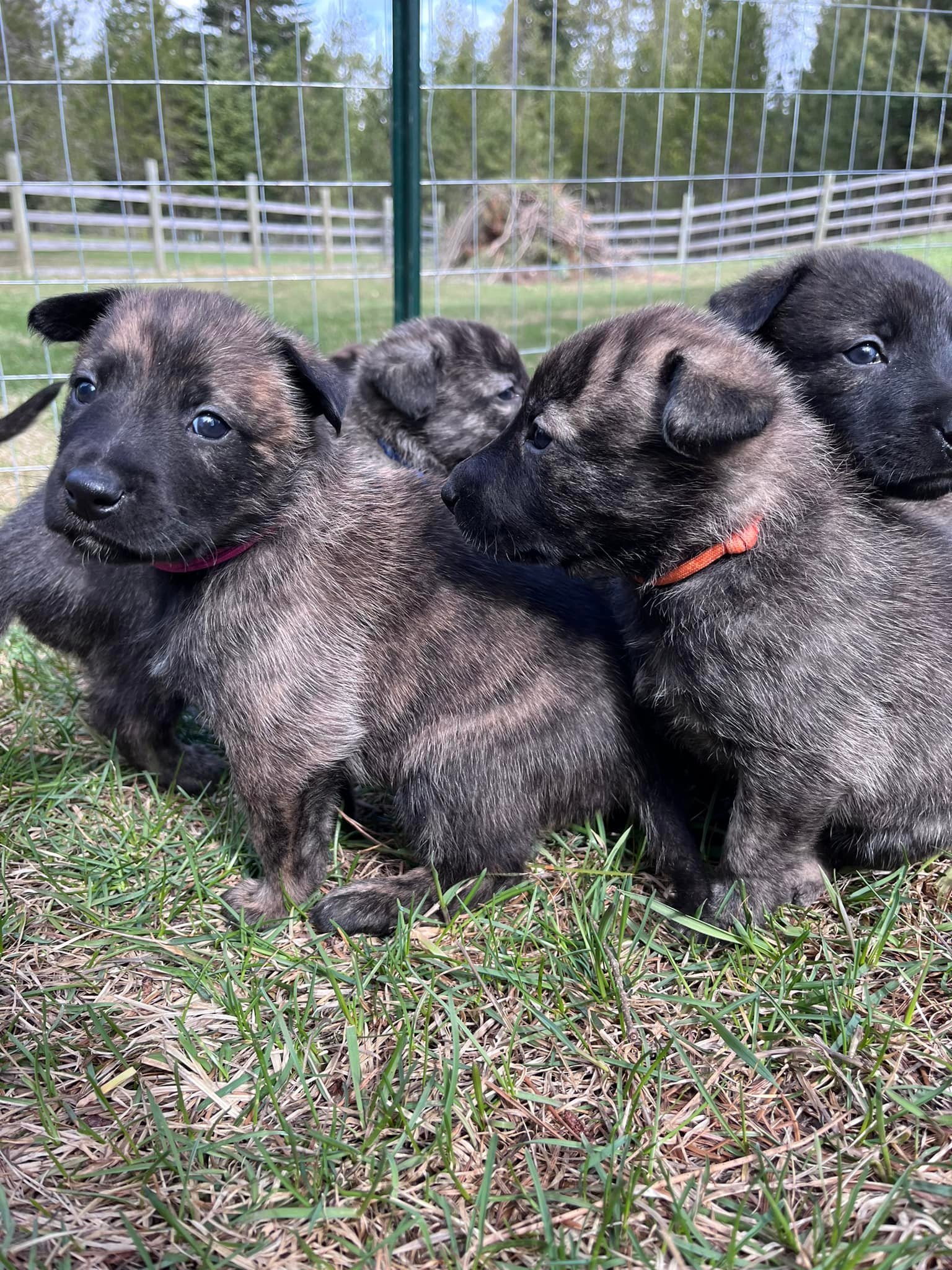 Rose_Gold_4weeks.jpg