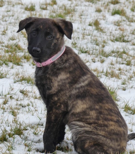 Puca_11weeks5 (561x640).jpg