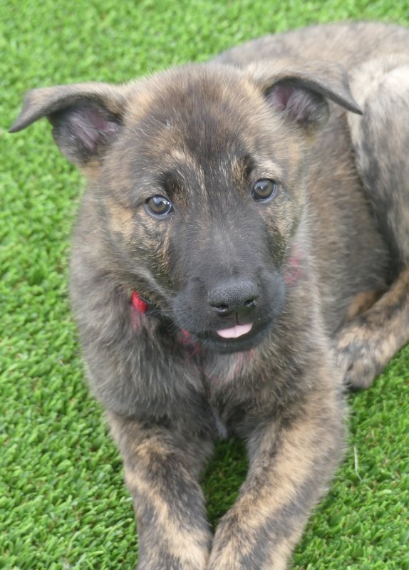 Red_8weeks (574x800).jpg