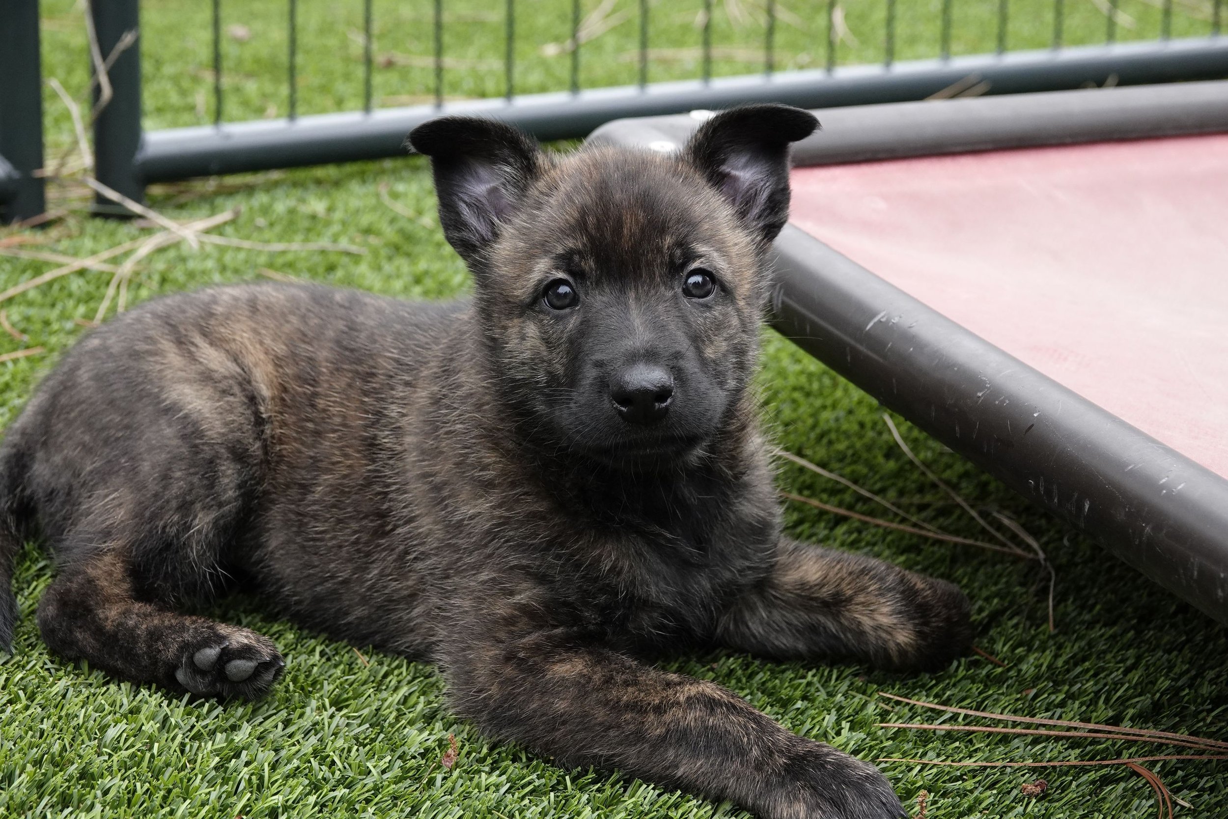 Pink_6weeks2_sm.jpg