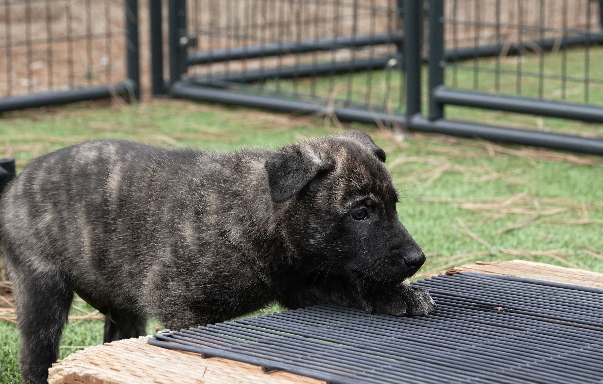 Green_6weeks2_sm.jpg